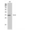 Syndecan 1 antibody, LS-C387707, Lifespan Biosciences, Western Blot image 