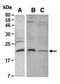 Elongation Factor For RNA Polymerase II 2 antibody, orb66959, Biorbyt, Western Blot image 