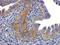 Sialophorin antibody, orb248547, Biorbyt, Immunohistochemistry paraffin image 