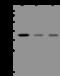 Sprouty RTK Signaling Antagonist 2 antibody, 207547-T36, Sino Biological, Western Blot image 