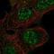 Rho GTPase Activating Protein 42 antibody, NBP1-93869, Novus Biologicals, Immunofluorescence image 