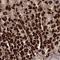 Ribosomal RNA Processing 36 antibody, HPA029904, Atlas Antibodies, Immunohistochemistry frozen image 