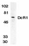 TNF Receptor Superfamily Member 10c antibody, LS-C322, Lifespan Biosciences, Western Blot image 