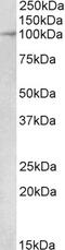 TLE Family Member 5, Transcriptional Modulator antibody, 42-365, ProSci, Western Blot image 