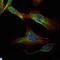 RPTOR Independent Companion Of MTOR Complex 2 antibody, LS-C812760, Lifespan Biosciences, Immunofluorescence image 