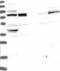 Dehydrodolichyl Diphosphate Synthase Subunit antibody, NBP1-87964, Novus Biologicals, Western Blot image 