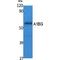 Alpha-1-B Glycoprotein antibody, LS-C386821, Lifespan Biosciences, Western Blot image 