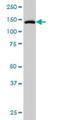 Tyrosine Kinase 2 antibody, H00007297-M01, Novus Biologicals, Western Blot image 