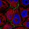 Pleckstrin Homology And RhoGEF Domain Containing G6 antibody, PA5-66151, Invitrogen Antibodies, Immunofluorescence image 