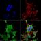 Trafficking Kinesin Protein 2 antibody, MA5-27606, Invitrogen Antibodies, Immunofluorescence image 