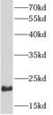 ADP Ribosylation Factor 1 antibody, FNab00528, FineTest, Western Blot image 