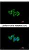 Ribosomal Protein L3 antibody, NBP2-20213, Novus Biologicals, Immunofluorescence image 