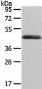 Wnt Family Member 2 antibody, PA5-51269, Invitrogen Antibodies, Western Blot image 