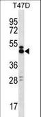 SLAM Family Member 6 antibody, LS-C161116, Lifespan Biosciences, Western Blot image 