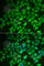 Enoyl-CoA Hydratase And 3-Hydroxyacyl CoA Dehydrogenase antibody, A5717, ABclonal Technology, Immunofluorescence image 