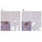 Transmembrane Protein 119 antibody, NBP2-30792, Novus Biologicals, Immunohistochemistry paraffin image 