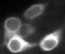 LDL Receptor Related Protein 5 antibody, 36-5400, Invitrogen Antibodies, Immunofluorescence image 