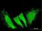 Rhotekin 2 antibody, H00219790-B01P, Novus Biologicals, Immunocytochemistry image 