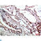 Glia Maturation Factor Gamma antibody, LS-C813861, Lifespan Biosciences, Immunohistochemistry paraffin image 