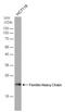 Ferritin Mitochondrial antibody, NBP1-31944, Novus Biologicals, Western Blot image 