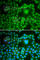 Protein Phosphatase 1 Catalytic Subunit Beta antibody, A1088, ABclonal Technology, Immunofluorescence image 