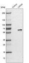 Ubiquitin Specific Peptidase 30 antibody, PA5-53523, Invitrogen Antibodies, Western Blot image 