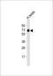 ZFP91 Zinc Finger Protein antibody, 56-710, ProSci, Western Blot image 