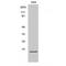 Growth Arrest And DNA Damage Inducible Gamma antibody, LS-C383621, Lifespan Biosciences, Western Blot image 