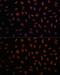 Matrin 3 antibody, GTX66470, GeneTex, Immunocytochemistry image 