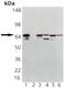 Heat shock 70 kDa protein 1A/1B antibody, MBS565175, MyBioSource, Western Blot image 