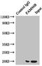 Cytosolic Iron-Sulfur Assembly Component 2B antibody, LS-C675737, Lifespan Biosciences, Immunoprecipitation image 