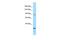 Prickle Planar Cell Polarity Protein 2 antibody, PA5-45653, Invitrogen Antibodies, Western Blot image 