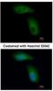 Tripartite Motif Containing 36 antibody, NBP1-33644, Novus Biologicals, Immunocytochemistry image 