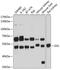 Glutathione Synthetase antibody, 15-022, ProSci, Western Blot image 