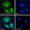 Tripartite Motif Containing 28 antibody, GTX89879, GeneTex, Immunocytochemistry image 