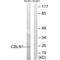 Cerebellin 1 Precursor antibody, A09176, Boster Biological Technology, Western Blot image 
