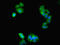Lactamase Beta 2 antibody, LS-C377691, Lifespan Biosciences, Immunofluorescence image 