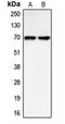 BLNK antibody, orb215149, Biorbyt, Western Blot image 