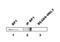 Distal-Less Homeobox 4 antibody, PA1-32425, Invitrogen Antibodies, Immunoprecipitation image 