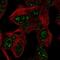 Ataxin 7 Like 3 antibody, NBP2-56183, Novus Biologicals, Immunofluorescence image 