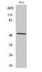 Cyclin A1 antibody, GTX02524, GeneTex, Western Blot image 