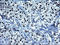 SMAD Family Member 1 antibody, LS-C338434, Lifespan Biosciences, Immunohistochemistry frozen image 