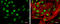 Histone Deacetylase 3 antibody, GTX109679, GeneTex, Immunofluorescence image 