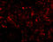 C1q And TNF Related 3 antibody, 3565, ProSci, Immunofluorescence image 