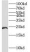 Transmembrane P24 Trafficking Protein 3 antibody, FNab08739, FineTest, Western Blot image 