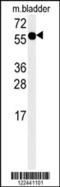 Adenylosuccinate Synthase Like 1 antibody, 62-083, ProSci, Western Blot image 