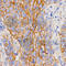 Progastricsin antibody, A2788, ABclonal Technology, Immunohistochemistry paraffin image 