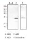 Adenylate Kinase 4 antibody, orb95420, Biorbyt, Western Blot image 