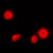 Nuclear Factor Kappa B Subunit 1 antibody, LS-C352581, Lifespan Biosciences, Immunofluorescence image 