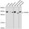 Fibroblast growth factor-binding protein 1 antibody, A06468, Boster Biological Technology, Western Blot image 